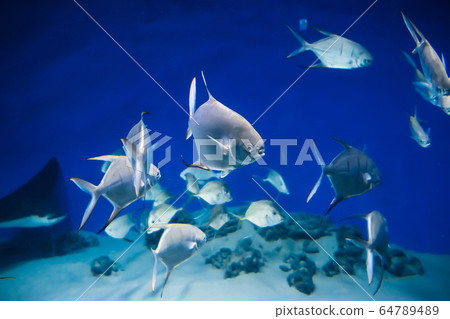 fish Palometa Trachinotus goodei swim in blue water fish Palometa Trachinotus goodei swim in blue water 64789489