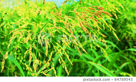 塞班高粱和藍藍的天空景觀 64789543