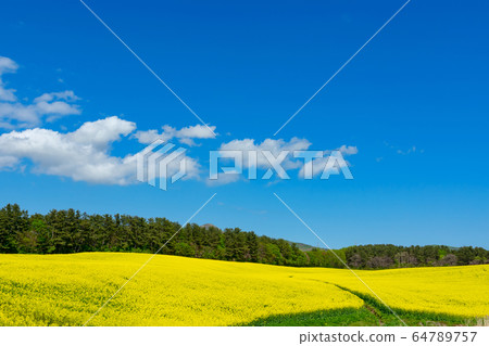 [Yokohama Town, Aomori Prefecture] Spring in northern countries, rape blossoms in full bloom on the Shimokita Peninsula 64789757