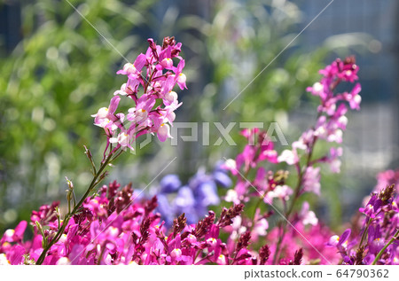 Linaria(Hime金魚) Linaria(Hime金魚) 64790362