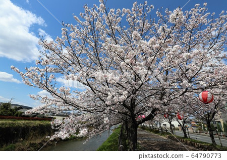 櫻花樹在上木鎮 64790773