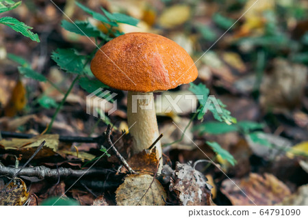 orange aspen in the forest in the leaves and grass 64791090