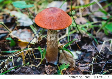 aspen growing among the grass and leaves in the forest 64791093