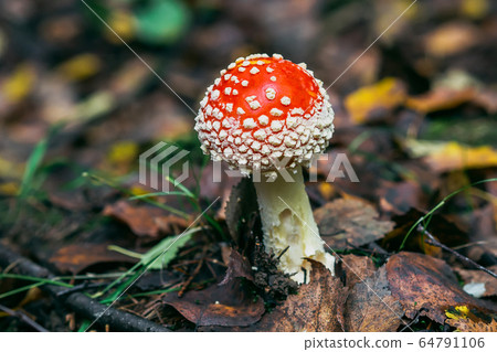 Poisonous dangerous and inedible mushroom fly agaric 64791106