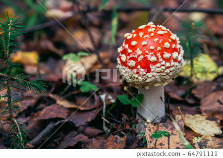 Amanita muscaria mushroom in the forest 64791111