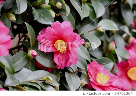 Pink beetle flowers blooming in Mitaka Nakahara 64791304