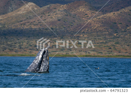 grey whale while hopping spying outside the sea grey whale while hopping spying outside the sea 64791323