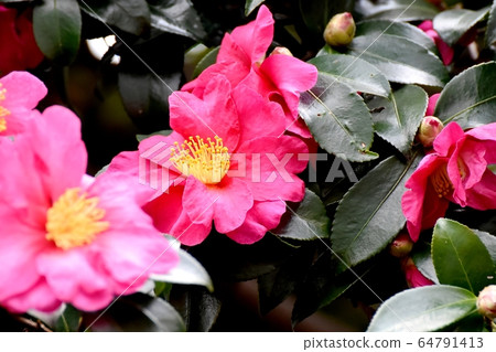 Pink beetle flowers blooming in Mitaka Nakahara 64791413