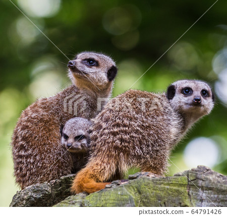 Meerkats on sentry duty 64791426