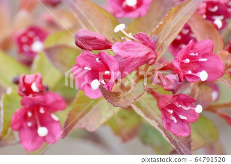 Pink boxwood flowers blooming in Mitaka Nakahara 64791520