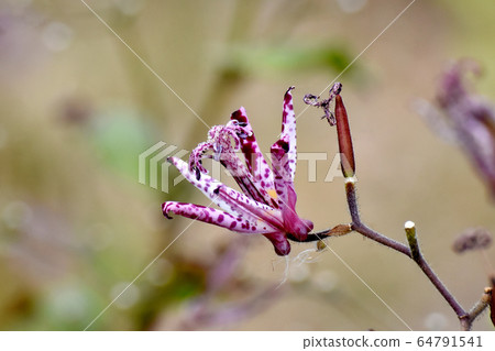 在中原三鷹市盛開的木花 64791541