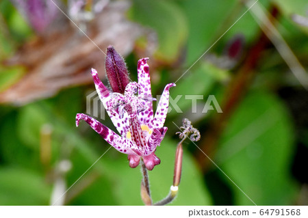 Hototogisu flowers blooming in Mitaka Nakahara 64791568