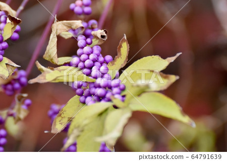 紫色的小村崎（Murasakikib）花盛開在三鷹中原 64791639