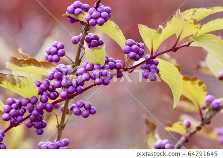 Purple Komurasaki (Murasakikib) flowers blooming in Mitaka Nakahara 64791645