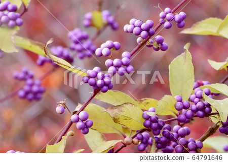 Purple Komurasaki (Murasakikib) flowers blooming in Mitaka Nakahara 64791646