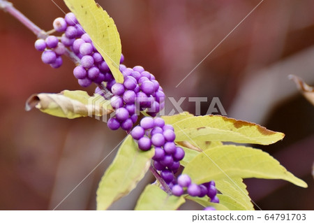 Purple Komurasaki (Murasakikib) flowers blooming in Mitaka Nakahara 64791703