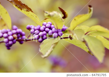 Purple Komurasaki (Murasakikib) flowers blooming in Mitaka Nakahara 64791705