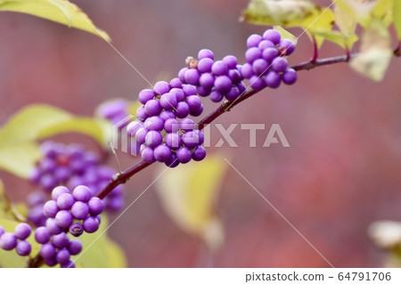 紫色的小村崎（Murasakikib）花盛開在三鷹中原 64791706