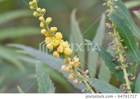 黃色的蜀葵冬青南天花盛開在三鷹中原 黃色的蜀葵冬青南天花盛開在三鷹中原 64791717