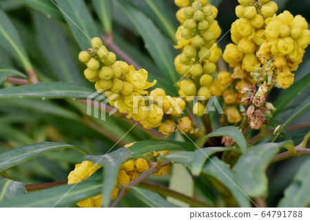 在中原三鷹盛開的黃色霍索巴冬青人參花 64791788