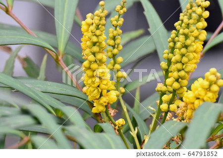 Yellow Hosoba holly ginseng flower blooming in Mitaka Nakahara 64791852