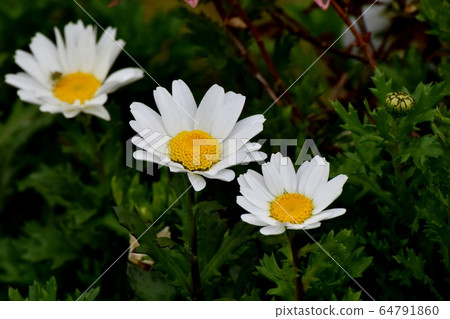 White Margaret flower blooming in Mitaka Nakahara White Margaret flower blooming in Mitaka Nakahara 64791860