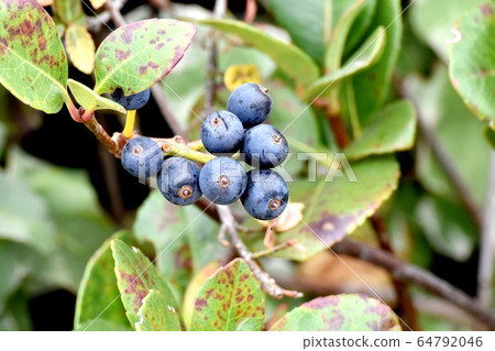 三鷹中原的黑沙林拜水果 三鷹中原的黑沙林拜水果 64792046