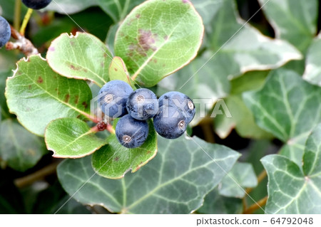 三鷹中原的黑沙林拜水果 64792048