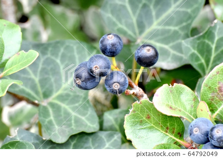 三鷹中原的黑沙林拜水果 三鷹中原的黑沙林拜水果 64792049