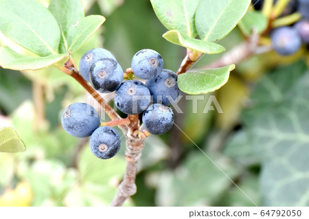 三鷹中原的黑沙林拜水果 三鷹中原的黑沙林拜水果 64792050