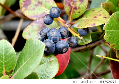 三鷹中原的黑沙林拜水果 64792051