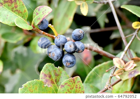 Mitaka Nakahara's Black Sharinbai Fruit Mitaka Nakahara's Black Sharinbai Fruit 64792052