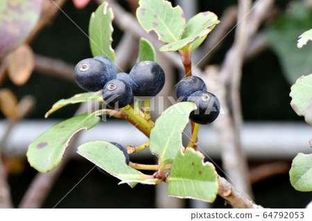 三鷹中原的黑沙林拜水果 三鷹中原的黑沙林拜水果 64792053