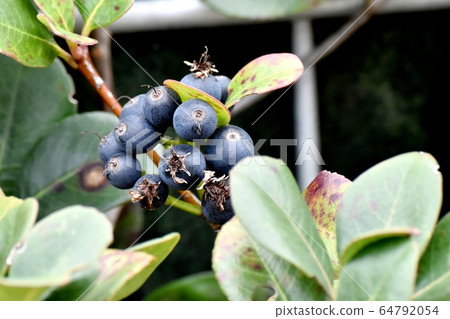 三鷹中原的黑沙林拜水果 64792054