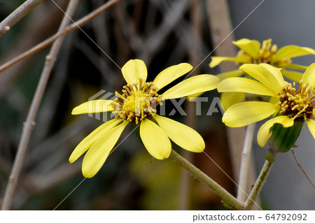 Yellow Tsubaki flower blooming in Mitaka Nakahara 64792092