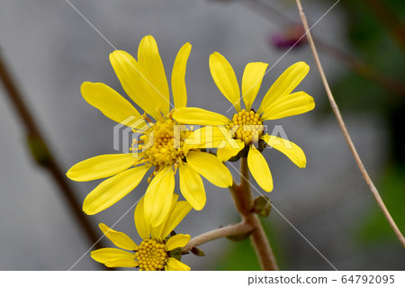 Yellow Tsubaki flower blooming in Mitaka Nakahara 64792095