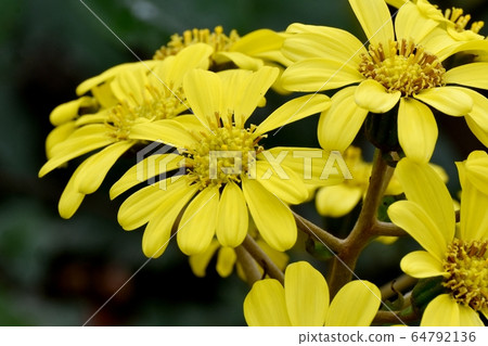 開花在三鷹中原的黃色Tsubaki花 開花在三鷹中原的黃色Tsubaki花 64792136