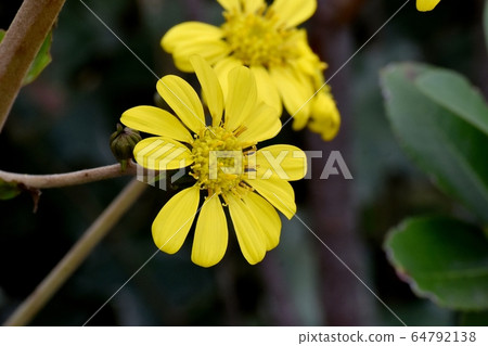 開花在三鷹中原的黃色Tsubaki花 開花在三鷹中原的黃色Tsubaki花 64792138