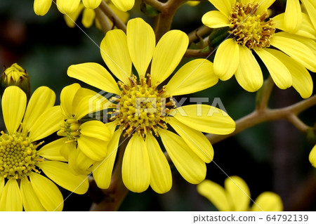 開花在三鷹中原的黃色Tsubaki花 開花在三鷹中原的黃色Tsubaki花 64792139