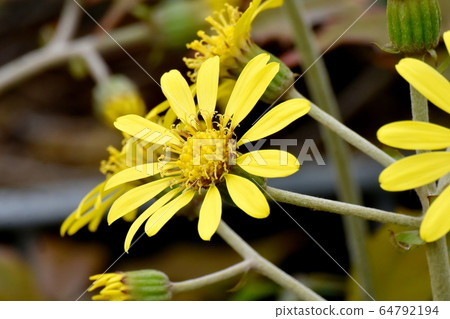 Yellow Tsubaki flower blooming in Mitaka Nakahara 64792194