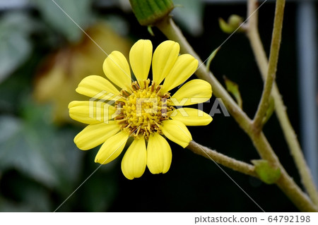 開花在三鷹中原的黃色Tsubaki花 開花在三鷹中原的黃色Tsubaki花 64792198