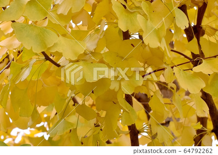 在三鷹中原市變黃的銀杏葉 64792262