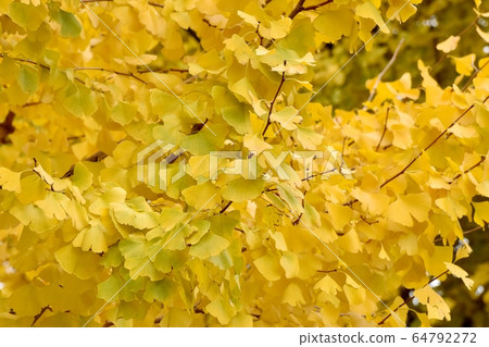 Ginkgo biloba leaves which become yellow in Mitaka Nakahara 64792272