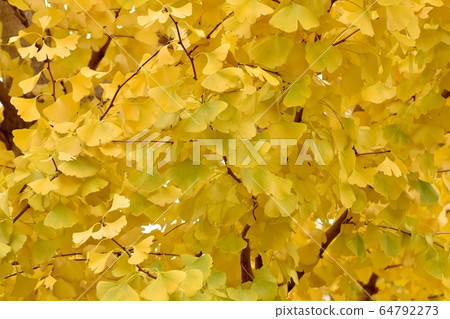 Ginkgo biloba leaves which become yellow in Mitaka Nakahara 64792273