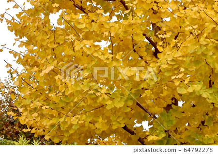 Ginkgo biloba leaves which become yellow in Mitaka Nakahara 64792278