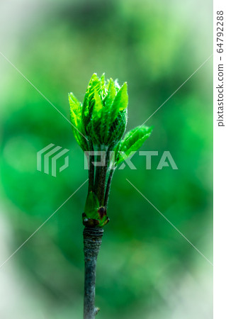 野菜女王，科西亞布拉 64792288