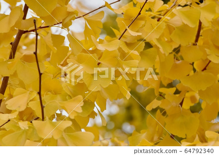 Ginkgo biloba leaves which become yellow in Mitaka Nakahara Ginkgo biloba leaves which become yellow in Mitaka Nakahara 64792340