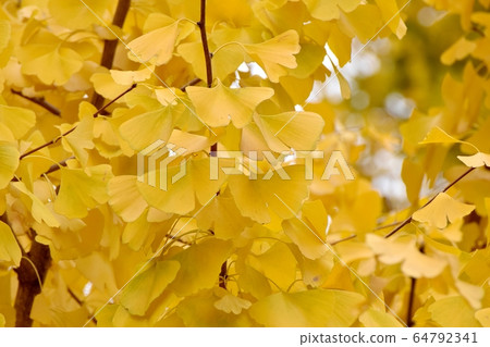 Ginkgo biloba leaves which become yellow in Mitaka Nakahara 64792341