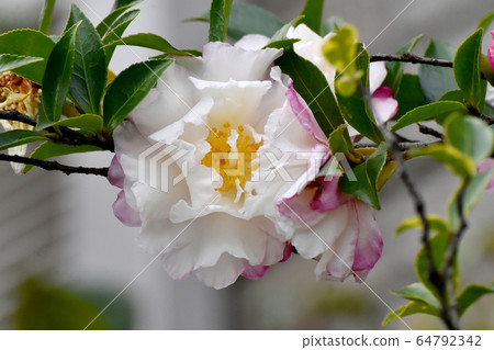 White and pale pink camellia flowers in Mitaka Nakahara 64792342
