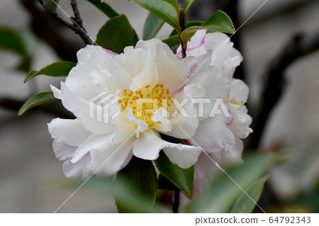 White and pale pink camellia flowers in Mitaka Nakahara 64792343